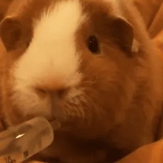 🐹 guinea pig, animal, pet, rodent, cute, syringe, feeding telegram sticker