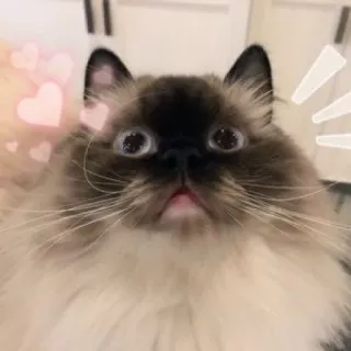 🐱 chat, animal, animal de compagnie, mignon, coeurs telegram sticker