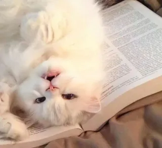 🐾 gato, libro, gato blanco, gato esponjoso, gato persa telegram sticker