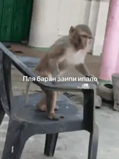 😎 Пля баран заипи ипало ลิง, เก้าอี้, สัตว์, คำหยาบคาย telegram sticker