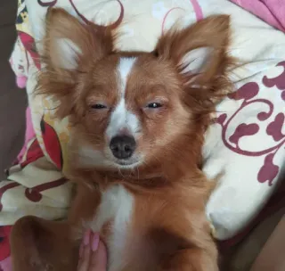 🥴 собака, милый, животное, домашнее животное, сонный, домашний, млекопитающее, расслабляющий telegram sticker