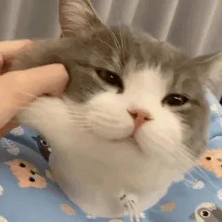🐱 cat, pet, animal, domestic animal, cute, squishy cat, happy cat, petting whatsapp sticker