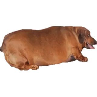 😢 cane, bassotto, animale, animale domestico, cane salsiccia, cicciotto telegram sticker