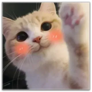 😂 猫, 子猫, 可愛い, 動物, ペット, かわいい, 照れ whatsapp sticker