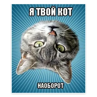 😋 Я ТВОЙ КОТ НАОБОРОТ gato, animal, divertido, meme, humor telegram sticker