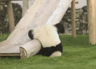 😑 panda, animal, slide, grass, wood, outdoors telegram sticker