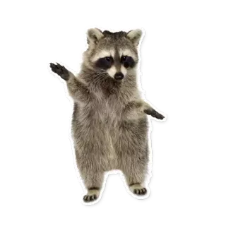 RACOONPACK2 whatsapp stickers