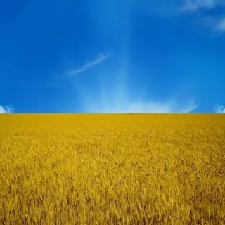 🇺🇦 Ucrania, bandera, azul, amarillo, trigo, cielo, país, colores telegram sticker
