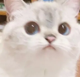 😕 кот, животное, милый, домашнее животное, домашнее животное, котенок, кошачий telegram sticker