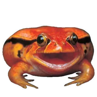 ❤️ rã, animal, anfíbio, rã laranja, natureza, vida selvagem whatsapp sticker