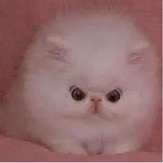 😳 고양이, 새끼 고양이, 폭신한, 귀여운, 하얀, 동물, 애완 동물 telegram sticker