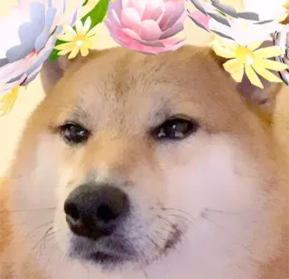 🥀 Doge chien, mème, doge, animal, couronne de fleurs, mignon, animal de compagnie telegram sticker