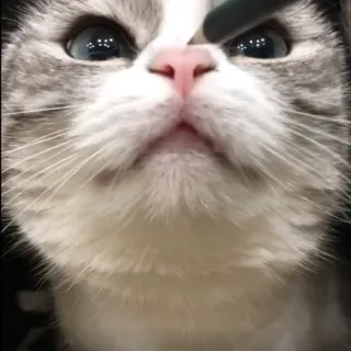 ✏️ cat, pen, animal, cute, pet whatsapp sticker