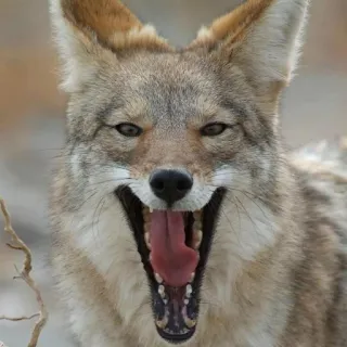😃 coyote, animal, wildlife, mammal, predator, nature telegram sticker