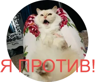 😈 Я против! кот, животное, русский, протест, смешной whatsapp sticker