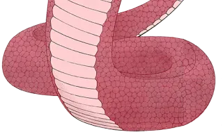 🐍 serpiente, reptil, animal, rosa, enrollado telegram sticker