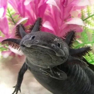 ✌ アホロートル, サンショウウオ, 水生, ペット, 動物, 両生類 telegram sticker