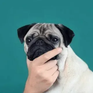 😋 Mops, Hund, Tier, denkend, Hand telegram sticker