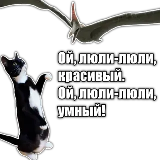 🦕 Ой, люли-люли,
красивый.
Ой, люли-люли,
умный! cat, dinosaur, pterodactyl, black cat, lullaby, funny, cute telegram sticker