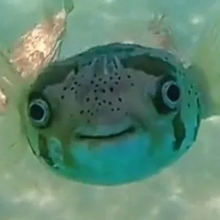🤪 Pesce palla, Pesce, Creatura marina, Oceano, Animale, Sottomarino, Fauna selvatica telegram sticker