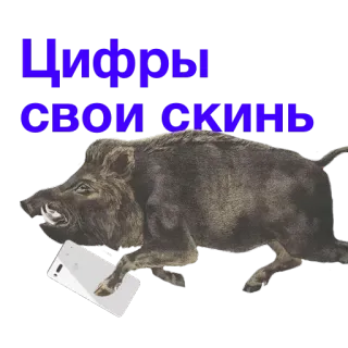 📥 Цифры свои скинь jabalí, animal, teléfono, texto, ruso telegram sticker
