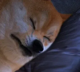 🤔 Doge doge, ngủ, chó, meme telegram sticker