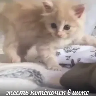 😦 жесть котёночек в шоке แมว, ลูกแมว, ช็อค, น่ารัก, สัตว์, สัตว์เลี้ยง telegram sticker