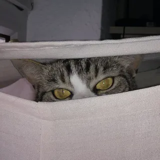 👀 Katze, Augen, Tier, Hauskatze, Haustier, Säugetier, Gestreifte Katze, Graue Katze whatsapp sticker