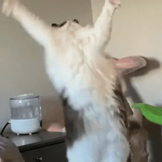 Коты тусовщики @stickroom telegram stickers
