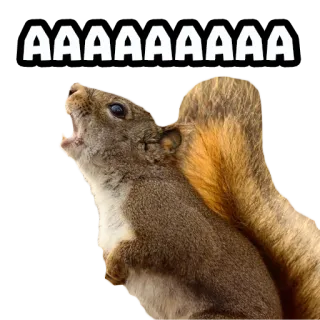 😱 AAAAAAAAAA squirrel, scream, animal, funny, meme telegram sticker