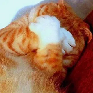 😣 gatto, gatto soriano arancione, coprirsi gli occhi, imbarazzato, carino telegram sticker