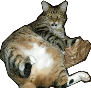 😡 gato, animal, gracioso, bolsa de papel, mascota, animal doméstico, gato atigrado telegram sticker