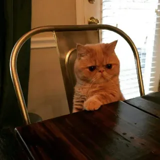 Sad Cat | @HoGif whatsapp stickers