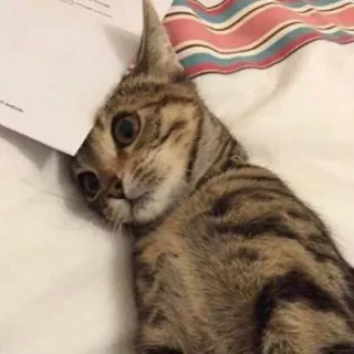 😂 gatto, animale, animale domestico, carta, divertente telegram sticker