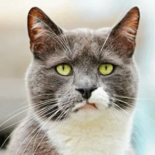 😕 gato, animal, animal de estimação, animal doméstico, mamífero, felino whatsapp sticker