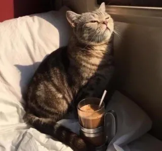 😑 cat, coffee, sunshine, morning, pet, drink, relaxation telegram sticker
