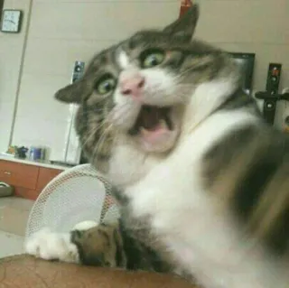 🐈 고양이, 겁먹은, 놀란, 동물, 애완동물, 밈 telegram sticker