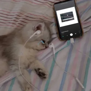 🎵 새끼 고양이, 고양이, 음악, 헤드폰, 폰, 귀여운, 동물 telegram sticker