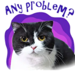 😕 Any problem? cat, sticker, domestic animal, pet, question telegram sticker