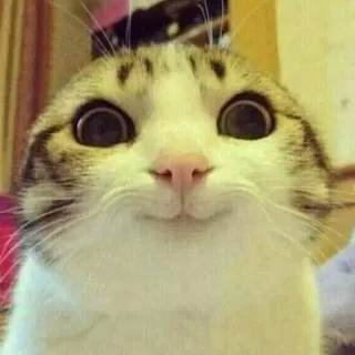 ☺️ cat, animal, funny, pet, kitten, cute telegram sticker