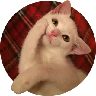 ☺️ cat, kitten, cute, animal, pet telegram sticker
