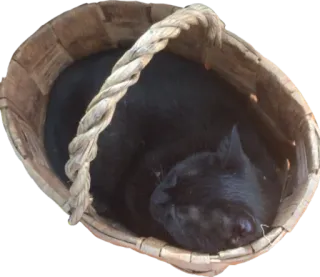 🛏 kucing, keranjang, tidur, hewan peliharaan, binatang, kucing hitam whatsapp sticker