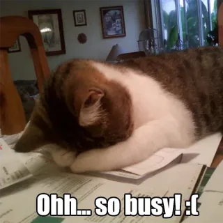 😔 Ohh... so busy! :( gato, ocupado, cansado, animal, gracioso, meme, humor telegram sticker