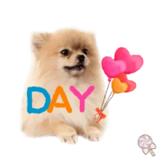 🐶 DAY собака, шпиц, шары, сердечки, милый telegram sticker