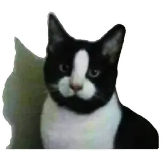 😸 cat, tuxedo cat, pet, animal, domestic animal telegram sticker