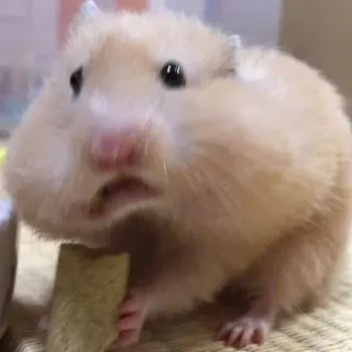 😧 chomik, gryzoń, zwierzę, zwierzę domowe, słodki, śmieszny, mały, uroczy telegram sticker