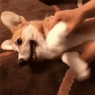 🐶 corgi, perro, mascota, animal, lindo, juguetón telegram sticker