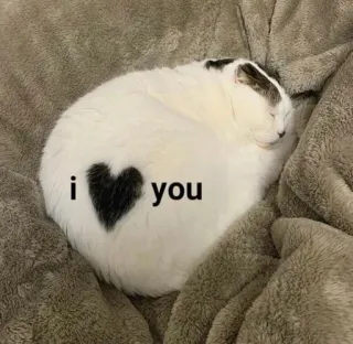 🤍 i ❤️ you chat, amour, cœur, animal de compagnie, animal, mignon telegram sticker
