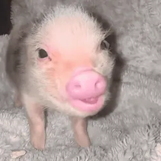 🐽 whatsapp sticker