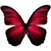 🦋